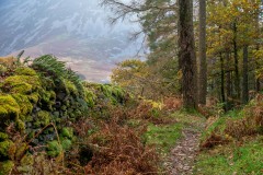 Lanthwaite Wood