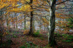 Lanthwaite Wood