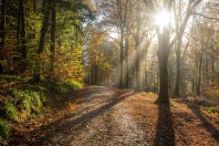 Lanthwaite Wood