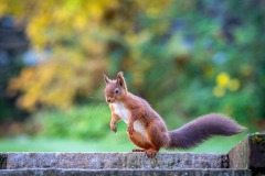 Red squirrel