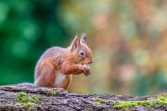 Red squirrel