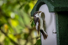 Pied Flycatcher