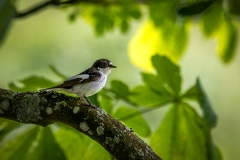 Pied Flycatcher