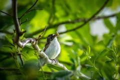 Pied Flycatcher