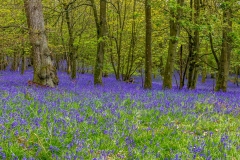 Flakebridge Wood walk - Flakebridge Wood bluebells - Eden Valley walks