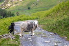 Herdwick sheep