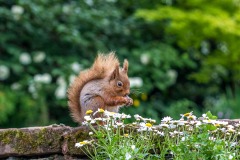 Red squirrel