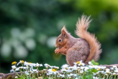 Red squirrel