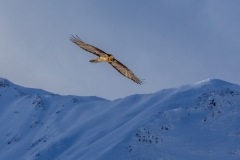 bearded vulture, lammergeier