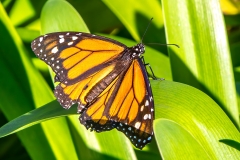 Monarch butterfly