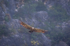 Garganta Verde, griffon vulture