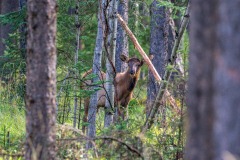 Elk calf