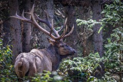 Bull elk