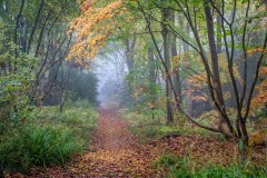 Ray Wood, Castle Howard