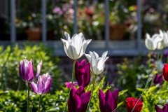 Holehird Gardens, tulips