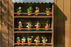 Holehird Gardens, auricula theatre