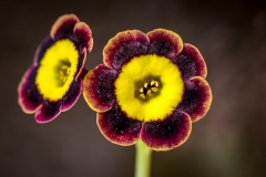 Holehird Gardens, auricula theatre