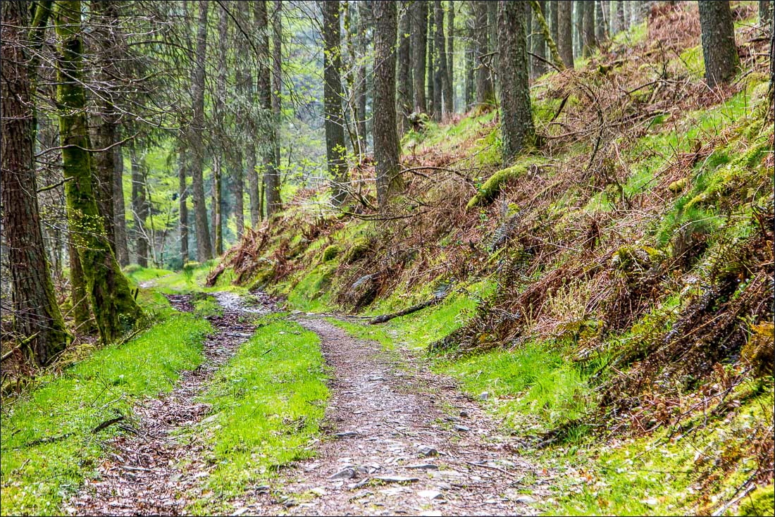Holme Wood walk - Loweswater walk - Lake District walks