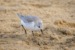 Sanderling