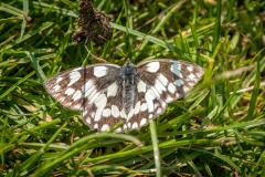 Marbled white butterfly