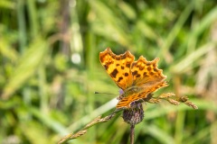 Comma butterfly