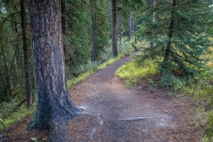 Johnson Lake walk