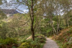 Borrowdale woodland