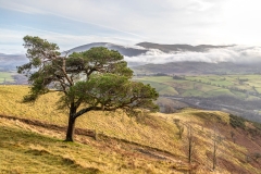 Scots pine