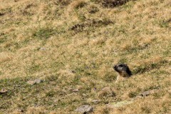 Marmot