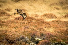 Buzzard