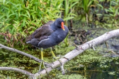 London Wetlands moorhen