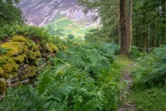 Lanthwaite Wood