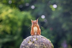 Red squirrel