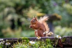 Red squirrel