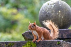 Red squirrel