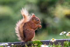 Red squirrel