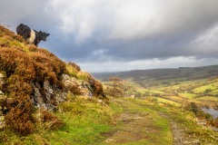 Belted Galloway, Lowewater