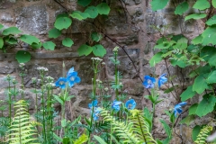 Himalayan blue poppy, Lowther Castle