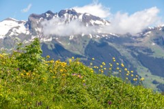 Alpiglen, meadows, wildflowers