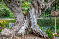 Monte Palace Tropical Garden, Milenariam Olive Tree