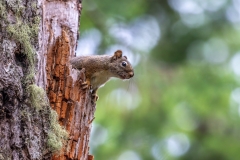 Douglas squirrel