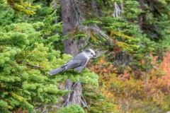 Gray Jay, Canada Jay