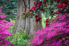 Muncaster Castle garden