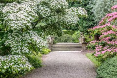 Newby Hall Cornus collection