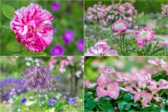 Newby Hall plants