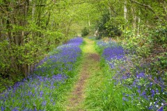 North Cliffe Wood, bluebell