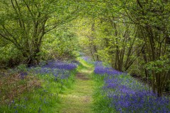 North Cliffe Wood, bluebell