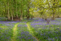 North Cliffe Wood, bluebell