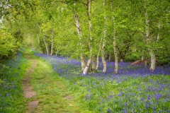 North Cliffe Wood, bluebell