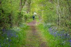 North Cliffe Wood, bluebell